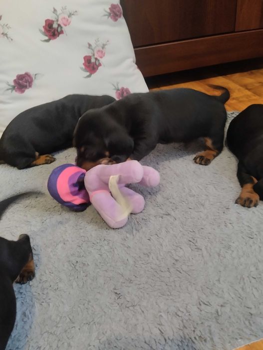 Jamnik szczeniak czarno podpalany