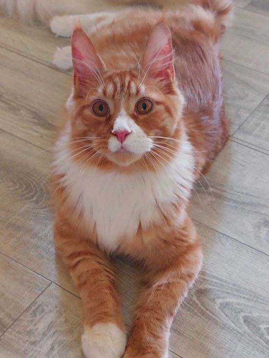 Kot Maine Coon rodowód FPL