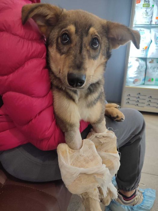 Цуцику потрібна любляча сім'я та будинок