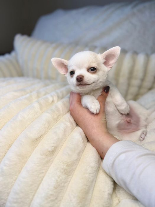 CHIHUAHUA,  chłopczyk krótkowłosy, prawdziwy rodowód FCI
