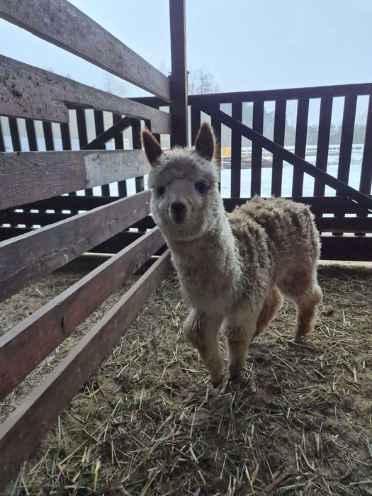 Alpaka samiec młody
