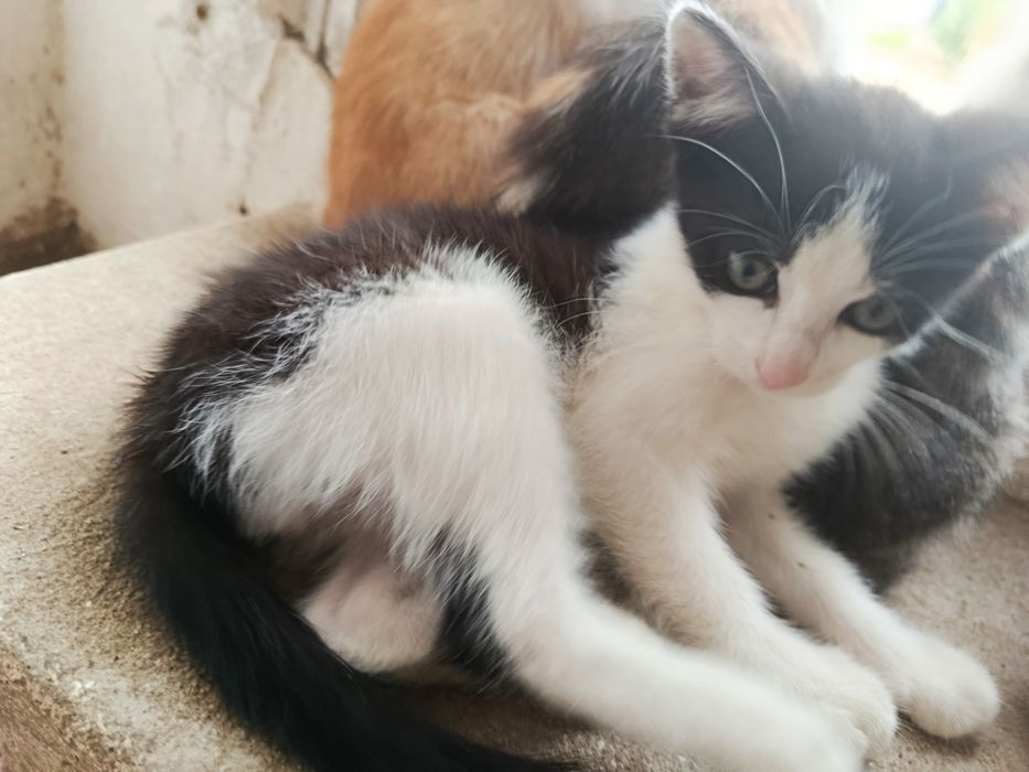 Gatinho bebé para adoção