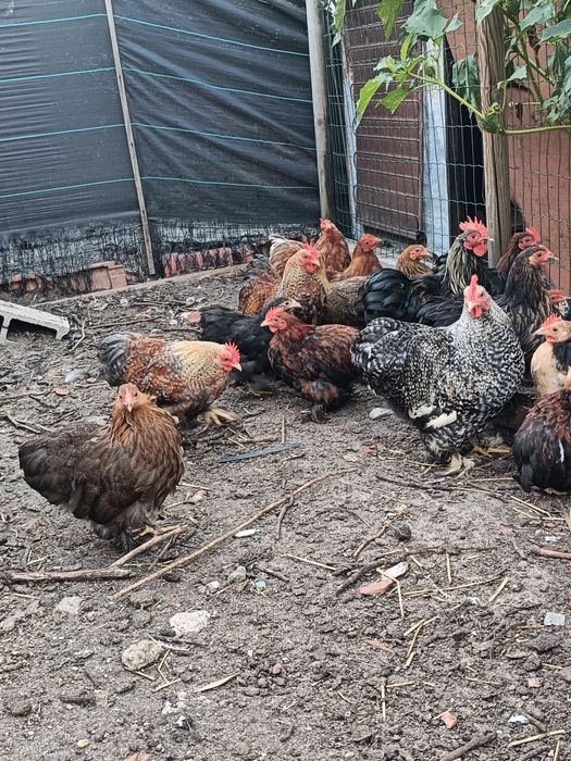 Pekins Várias Cores