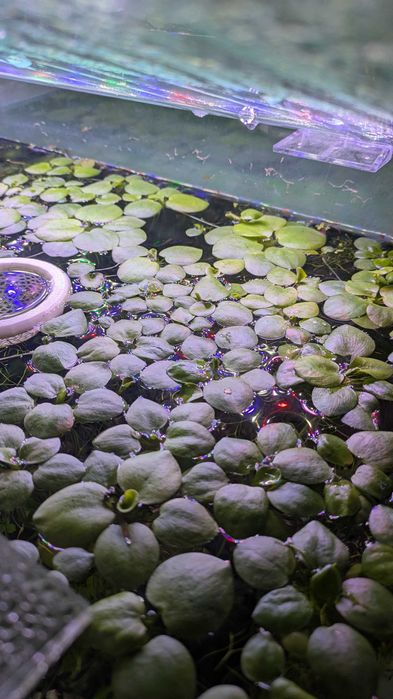 Planta flutuante aquário