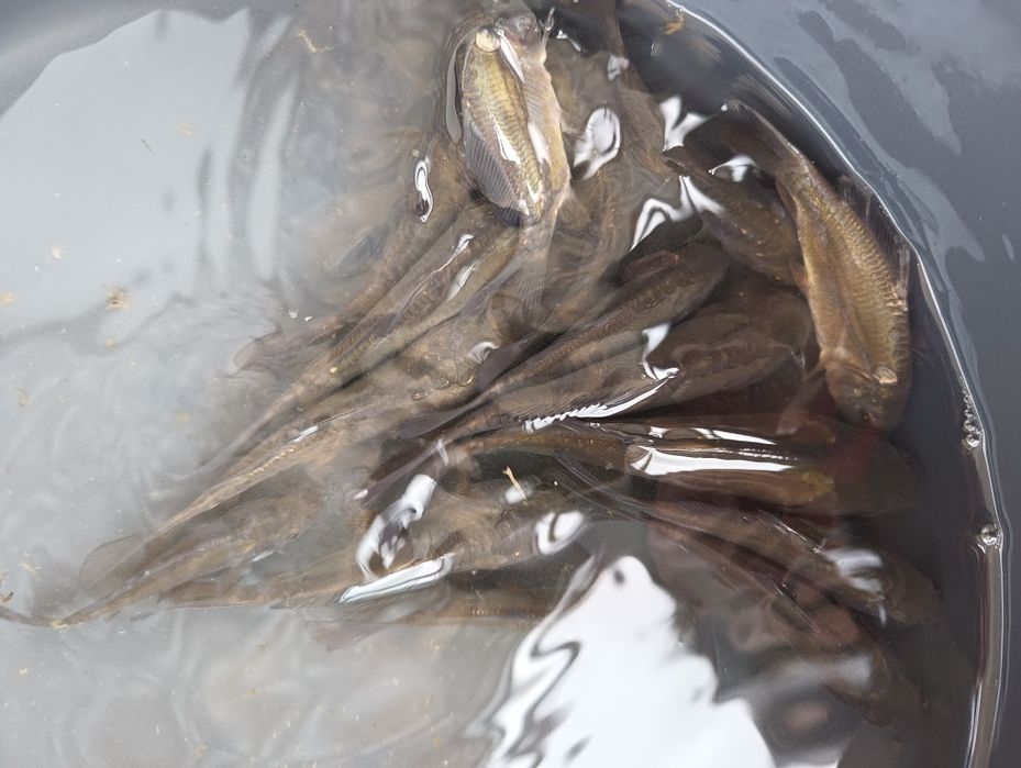 Karp królewski  3 zł sztuka