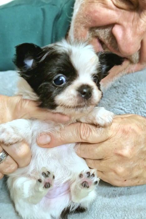 Amigo chihuahua długowłosy