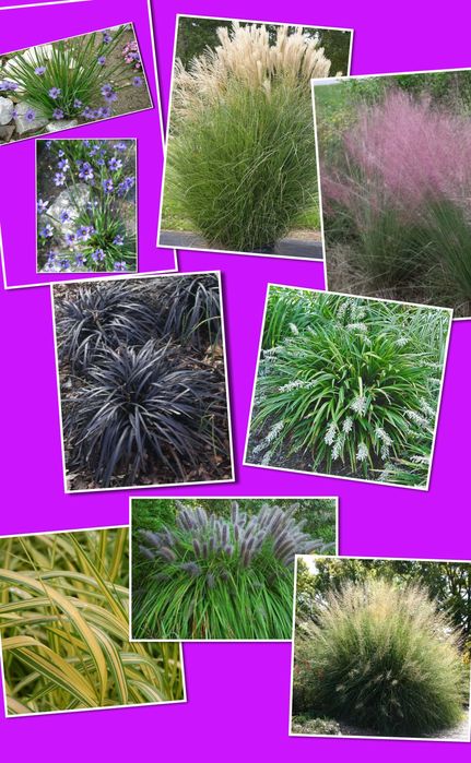 Багаторічні сортові декоративні злаки трави для саду