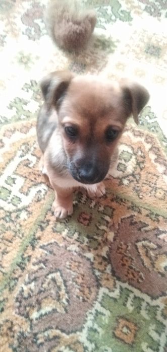 Віддам безкоштовно