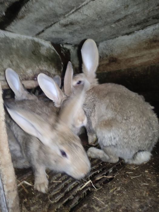 Продам молодих кроликів