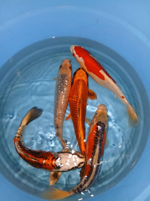 Carpas koi selecção premium