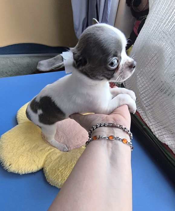 Веселі ігриві чихуа