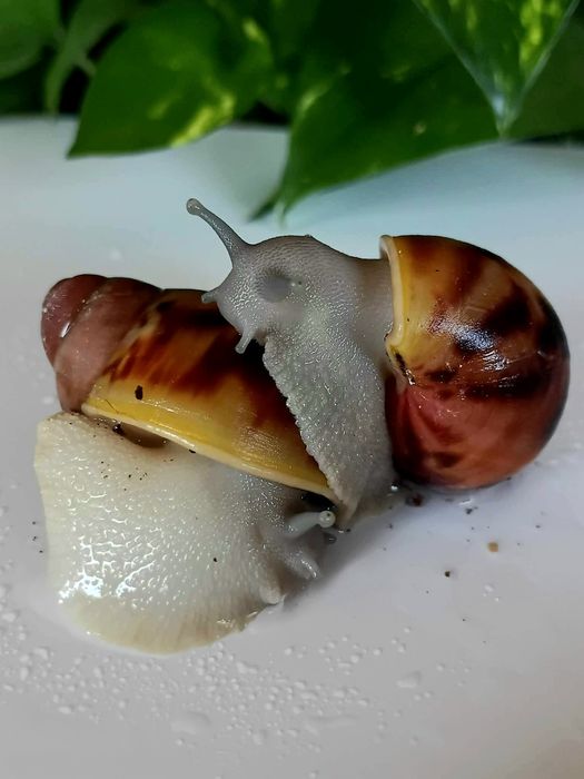 Archachatina marginata suturalis Silver body ślimak afrykański