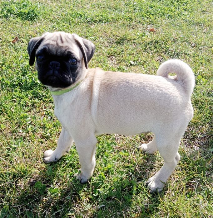 Mopsik gotowy na zmianę domku