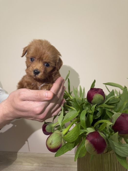 Мальтипу (міні та мікро)