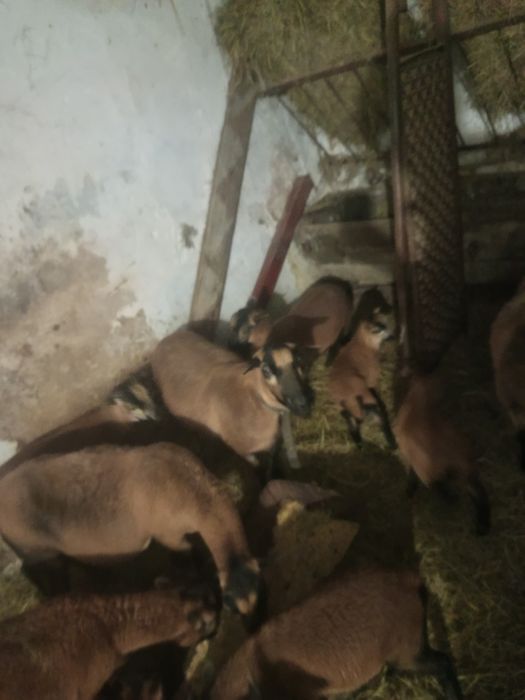 Owca kameruńska kotna