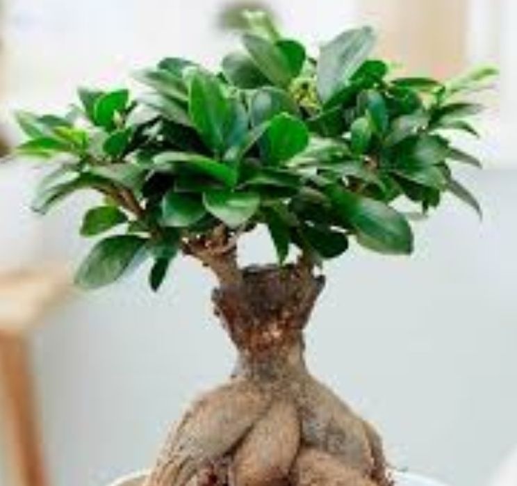 Фикус микрокарпа