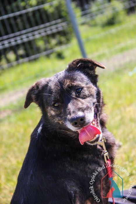 Kila 79/24 - SZUKA DOMU!