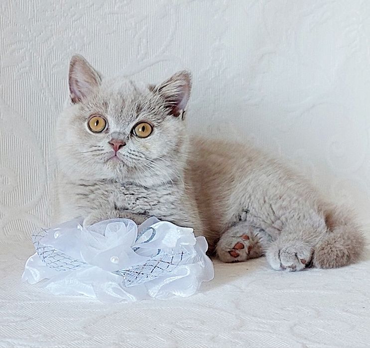Чистокровные короткошерстные британские котята из питомника