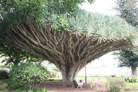 Sementes de dragoeiro açores (dracaena draco)