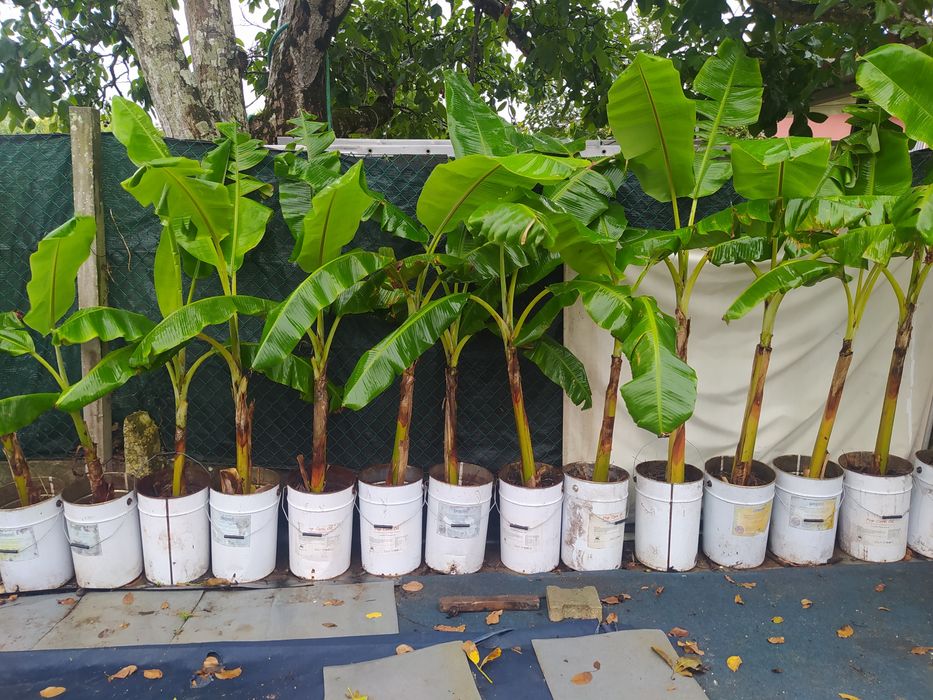 Bananeiras enrraizadas vários tamanhos " Banana maçã "