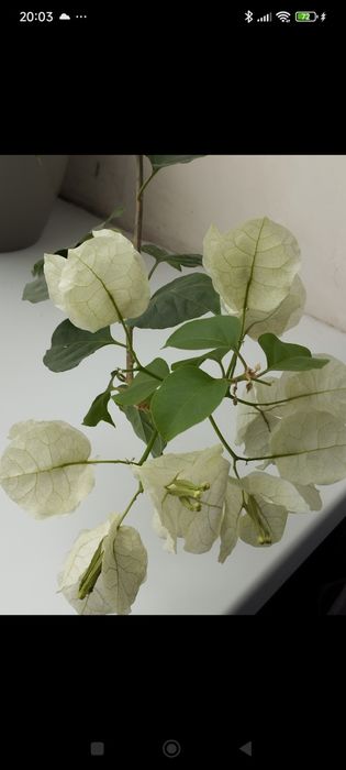 Бугенвелія,бугенвилия