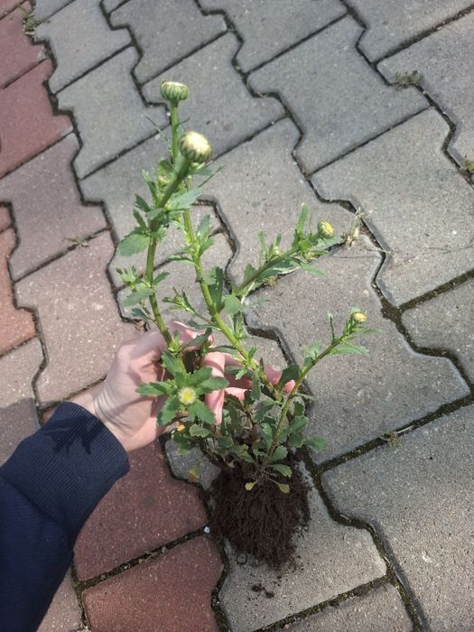 Sadzonki margaretki o dużych kwiatach