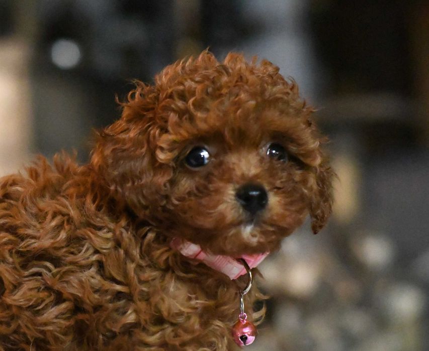 Pudelek toy sunia UMA toy red brown