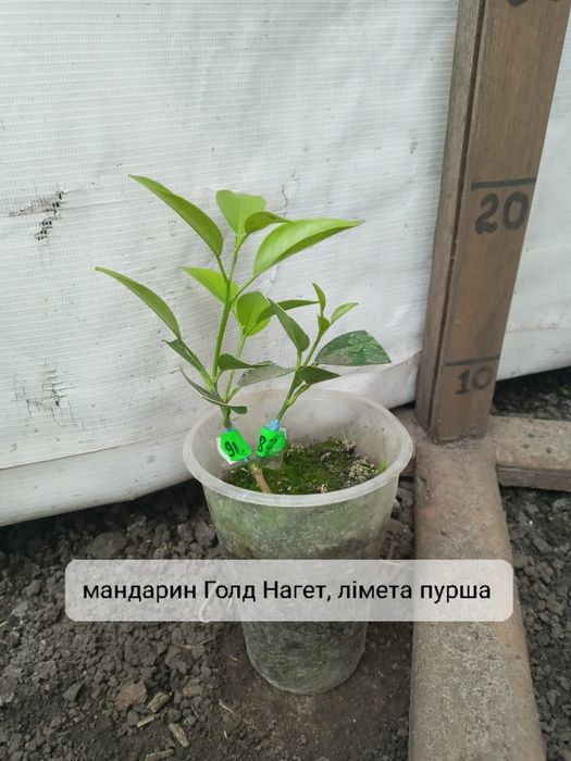 На 2 вида цитруси