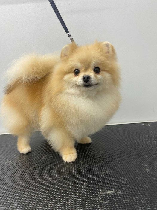 ТЕРМІНОВО ! Продам дорослу собаку дівчинку померанський шпіц