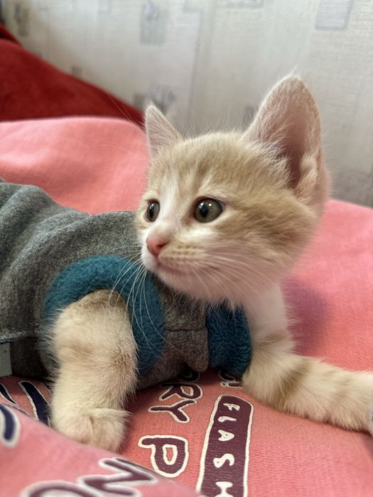 Кошеня ніжна дівчинка котенок Леся