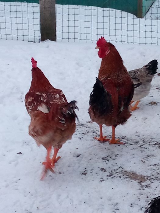 Продам молодих півнів