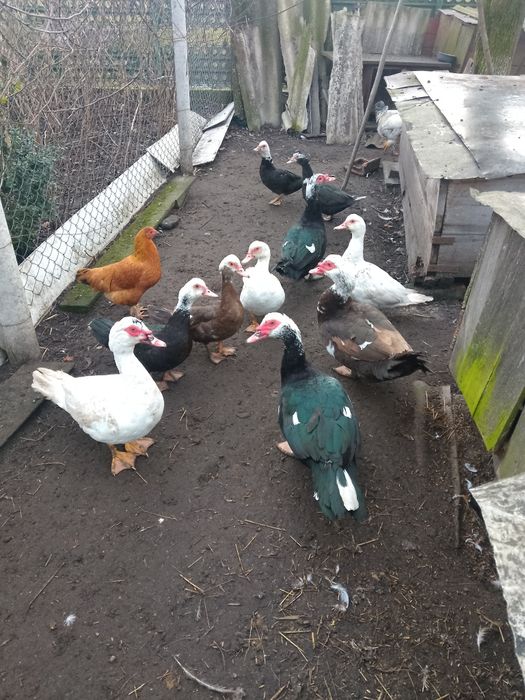 Домашні качки та гуси,