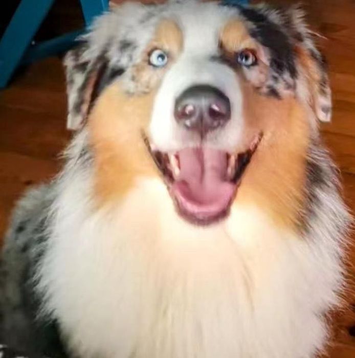 Pastor Australiano Blue Merle