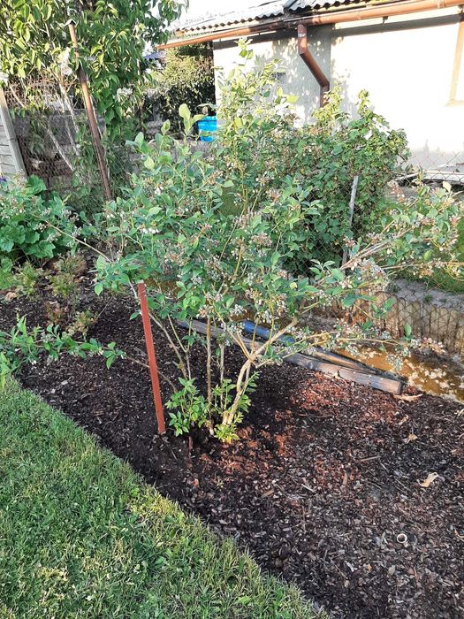 Działka ogrodowo - rekreacyjna ROD