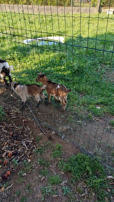 Casal de cabras micro anas