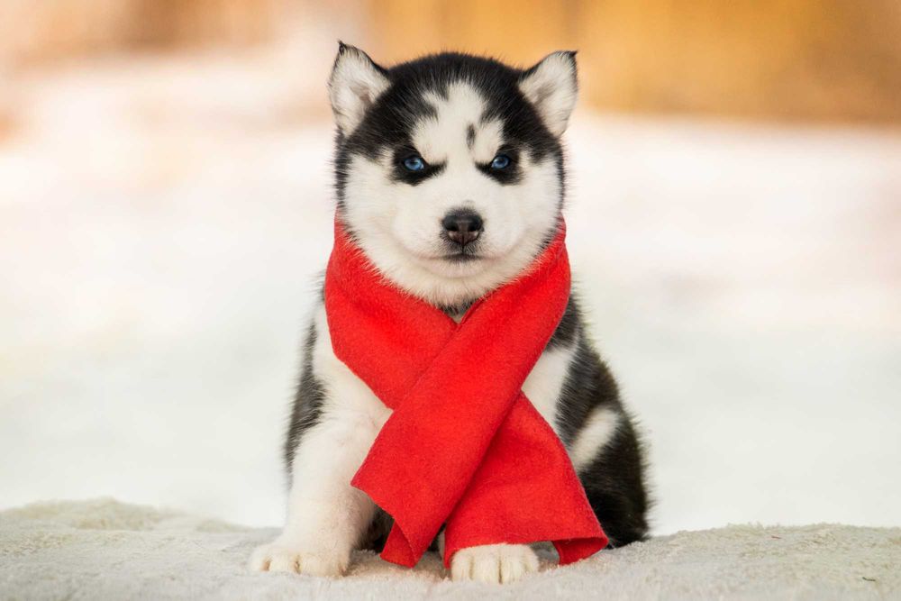 Хаски с голубыми глазами, мальчики и девочки