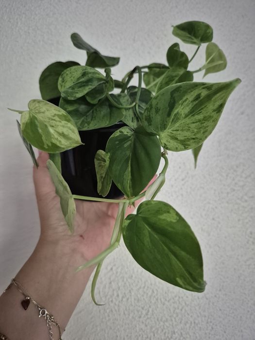 Philodendron Hederaceum Variegata