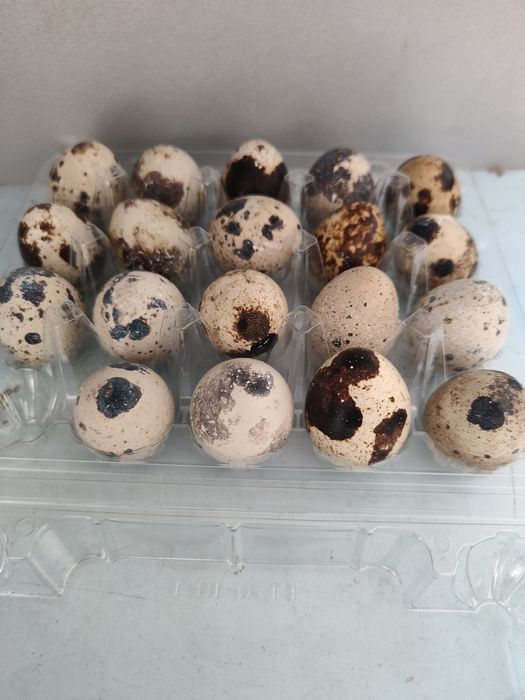 Jajka lęgowe przepiórka faraon 20 szt.