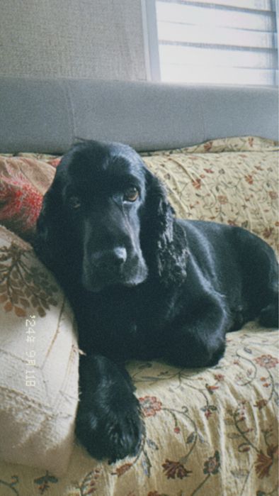 Хлопчик спаніеля шукає собі дівчинку