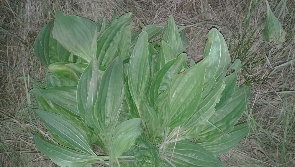 Подорожник великий сухий