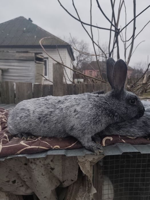 Полтавське срібло