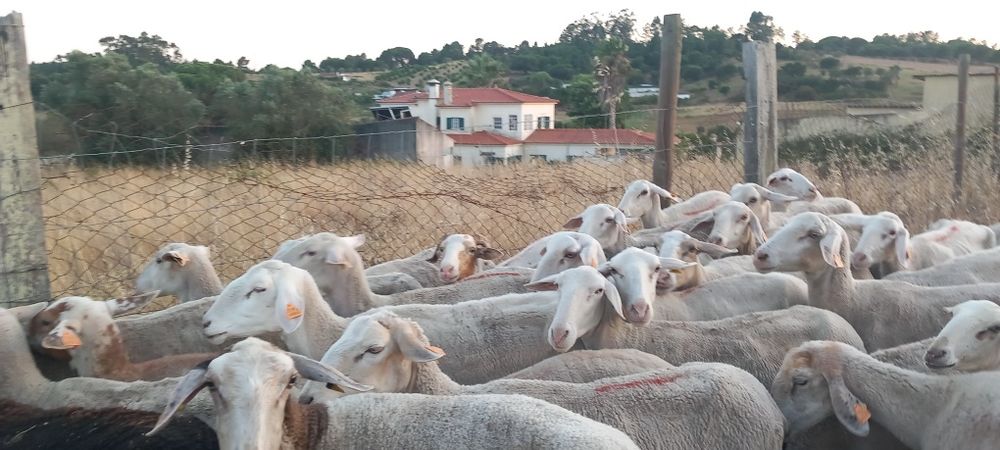 Rebanho  de 60 ovelhas novas e boas com b4