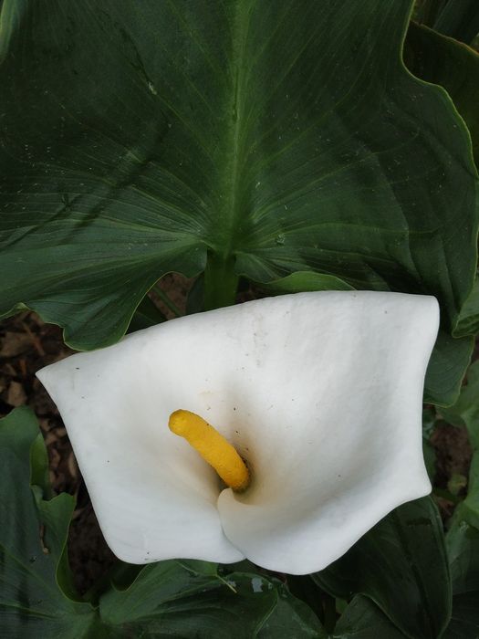 Квітка Калла, кімнатна,