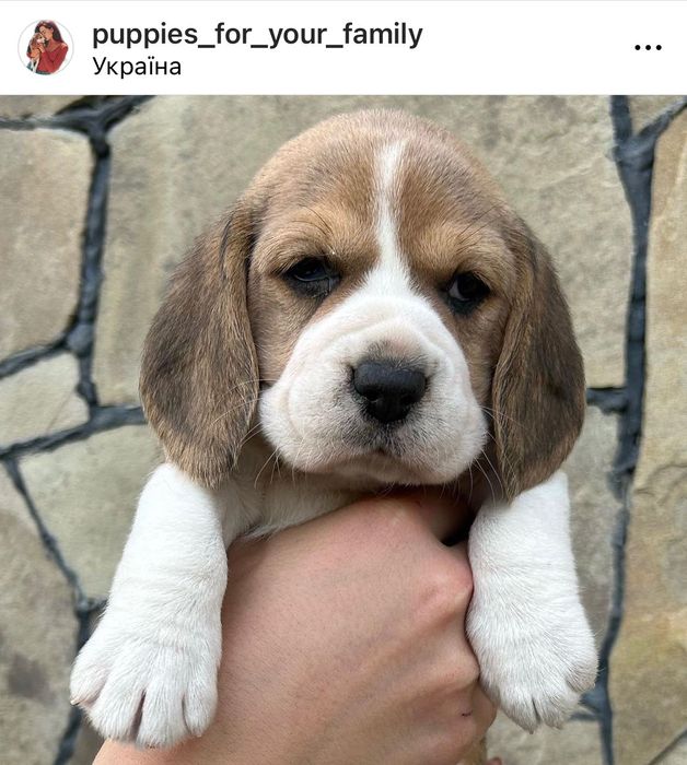 Вільні цуценята Бігль! Доставка по світу, повний пакет документів!