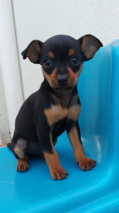 Pinscher miniatura