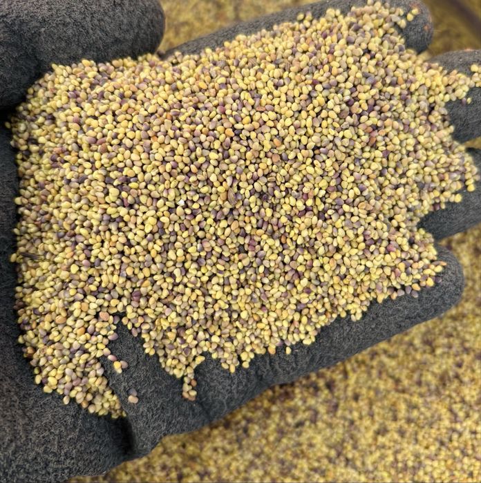 Mieszanki traw koniczyna lucerna gorzowska kupkówka tymotka wysyłka