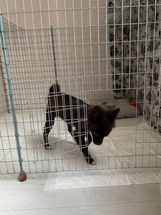 Вольєр(манеж,клітка) для тварин