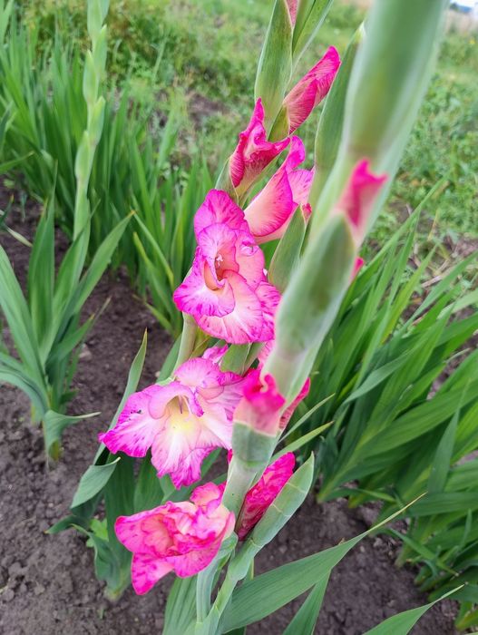 Mieczyk  cebulki rezerwacja dla pani Moniki