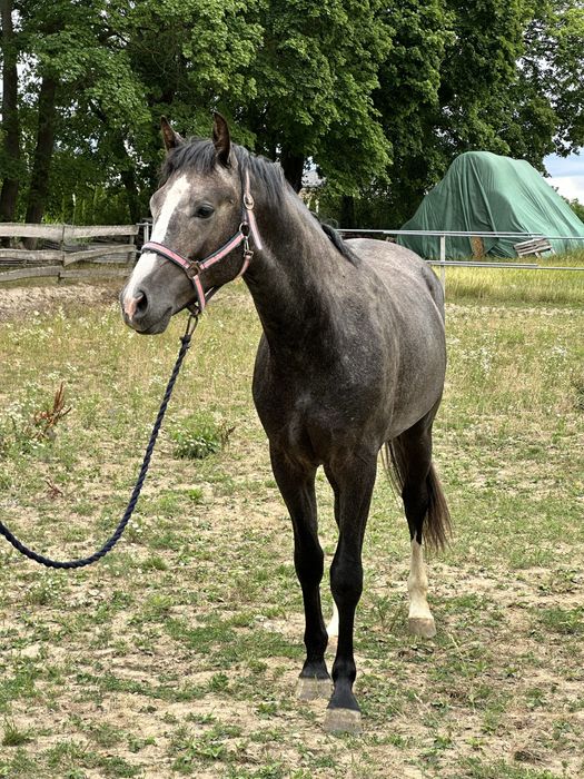 Pilnie Ogier 2024 skokowy sp pksp