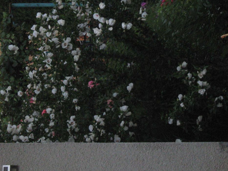 Canon PowerShot A450 | CCD Digital Camera